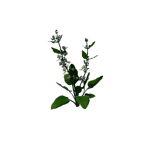 Flower Echinodorus Cordifolius1 3